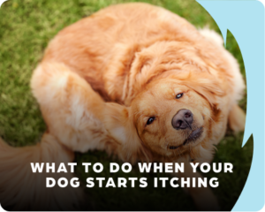 What to do when your dog starts itching