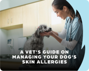 A Vet's Guide on Managing Your Dog's Skin Allergies
