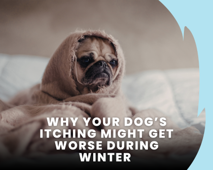 Dog itching in winter and dry skin symptoms shown by a dog wrapped in a blanket